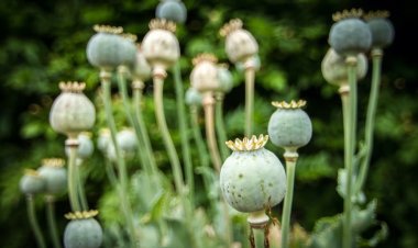 The Opium Trade in Afghanistan: A Shocking Reality