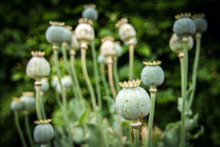 The Opium Trade in Afghanistan: A Shocking Reality